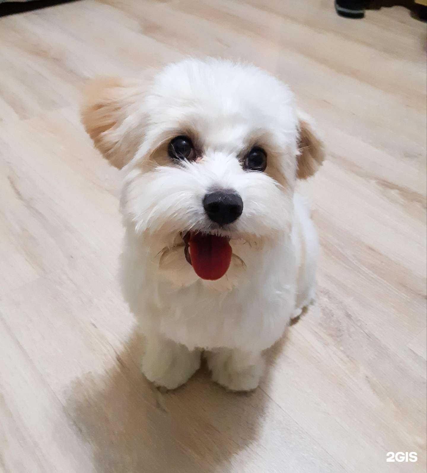 Отзывы на компанию Груминг-салон в Ейске c фото