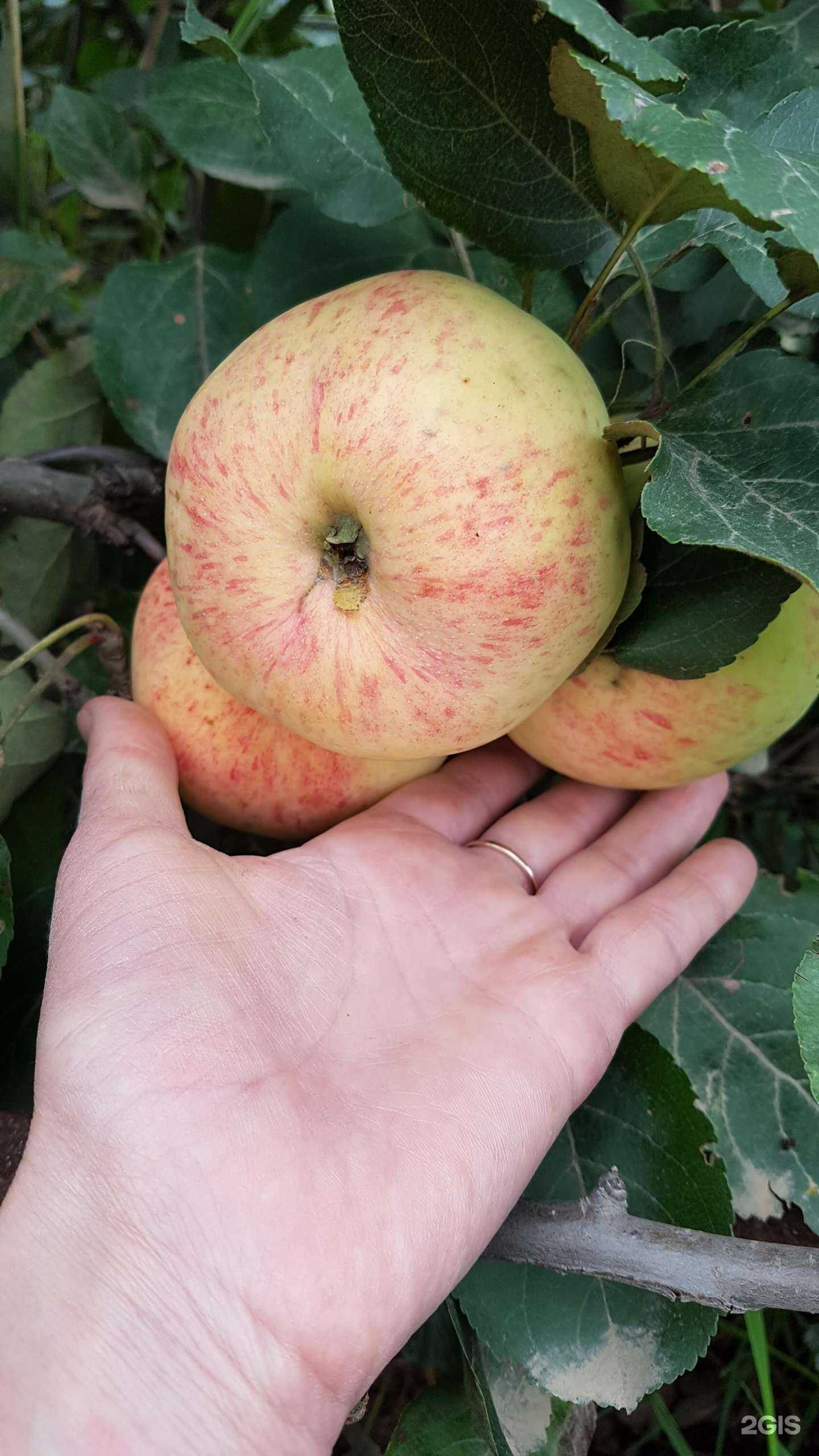 Отзывы на компанию Иркутский сад в Иркутске c фото