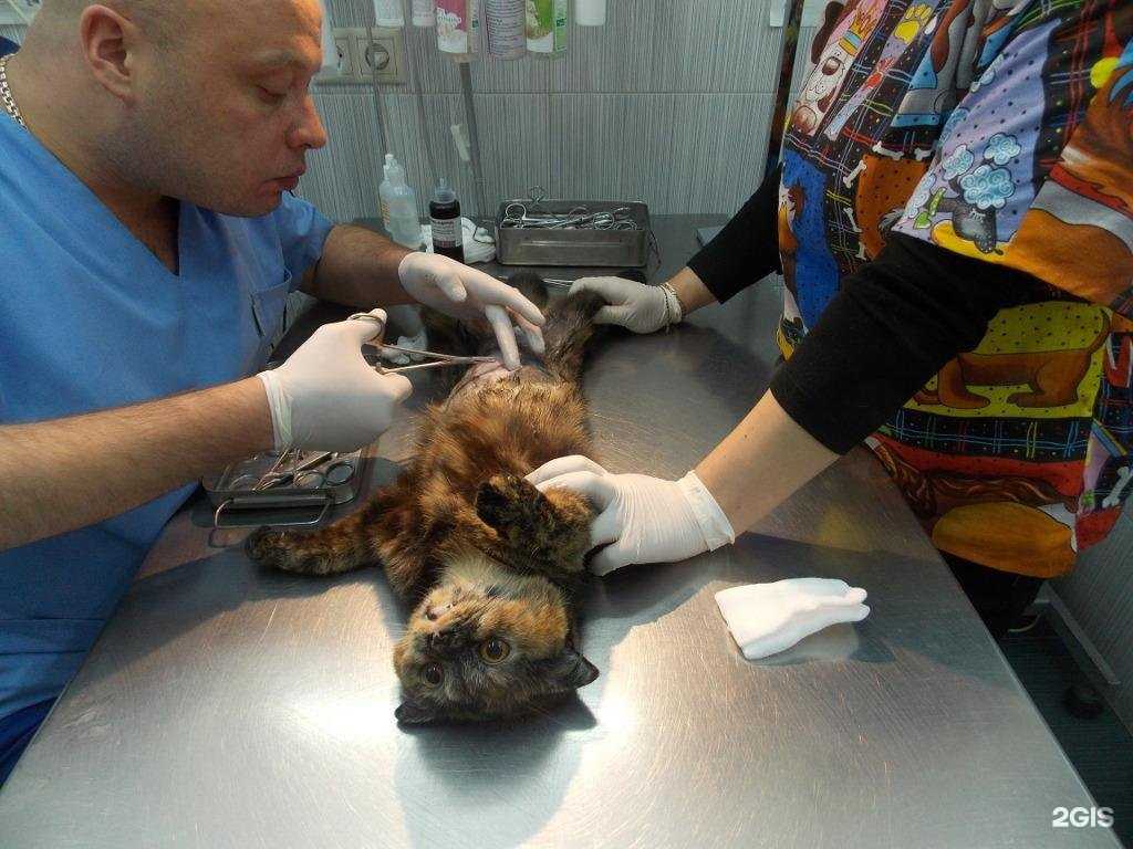 Отзывы на компанию ВетСервис в Сергиеве Посаде c фото