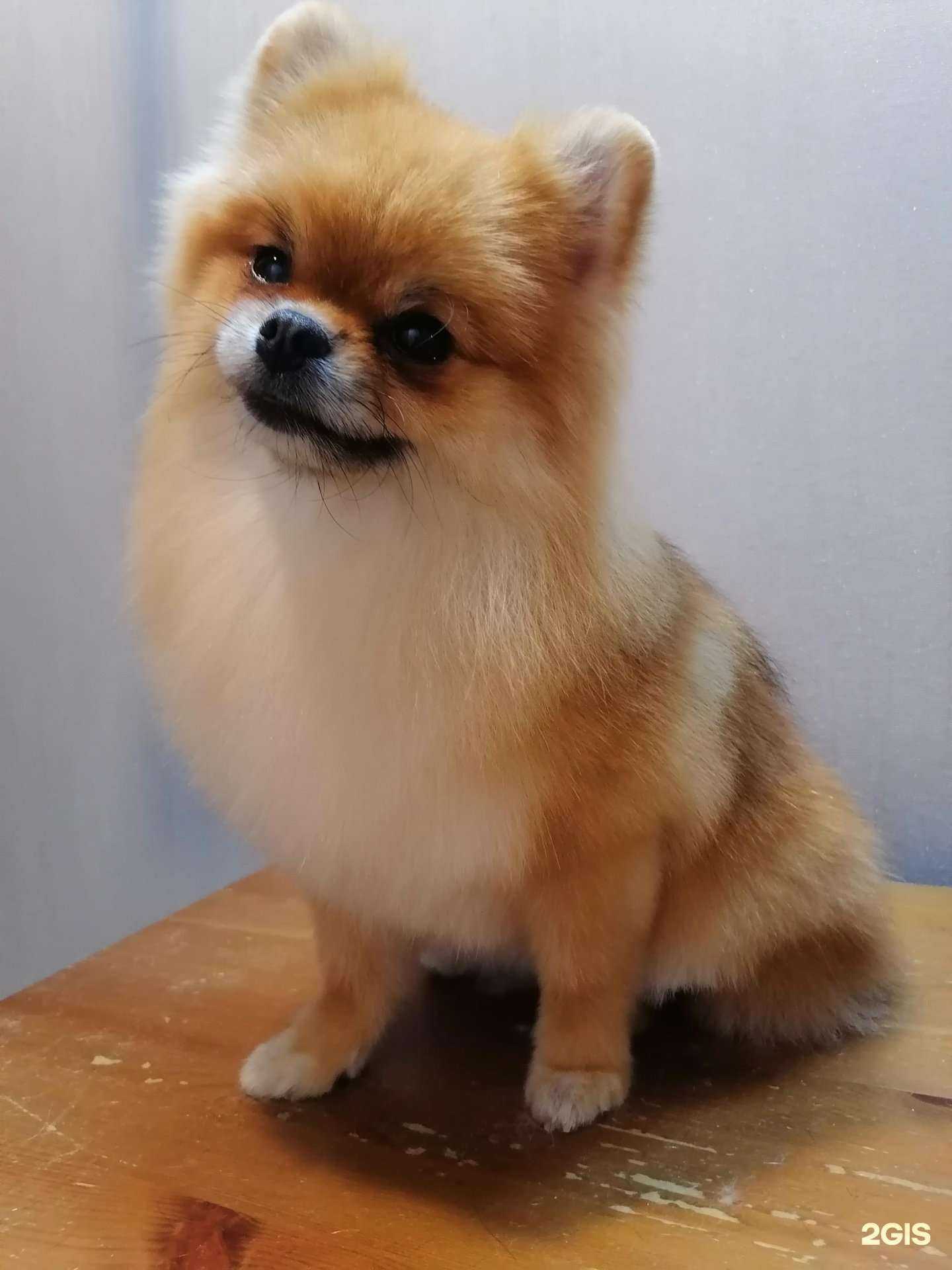 Отзывы на компанию Cобака Groom в Нижнем Новгороде c фото