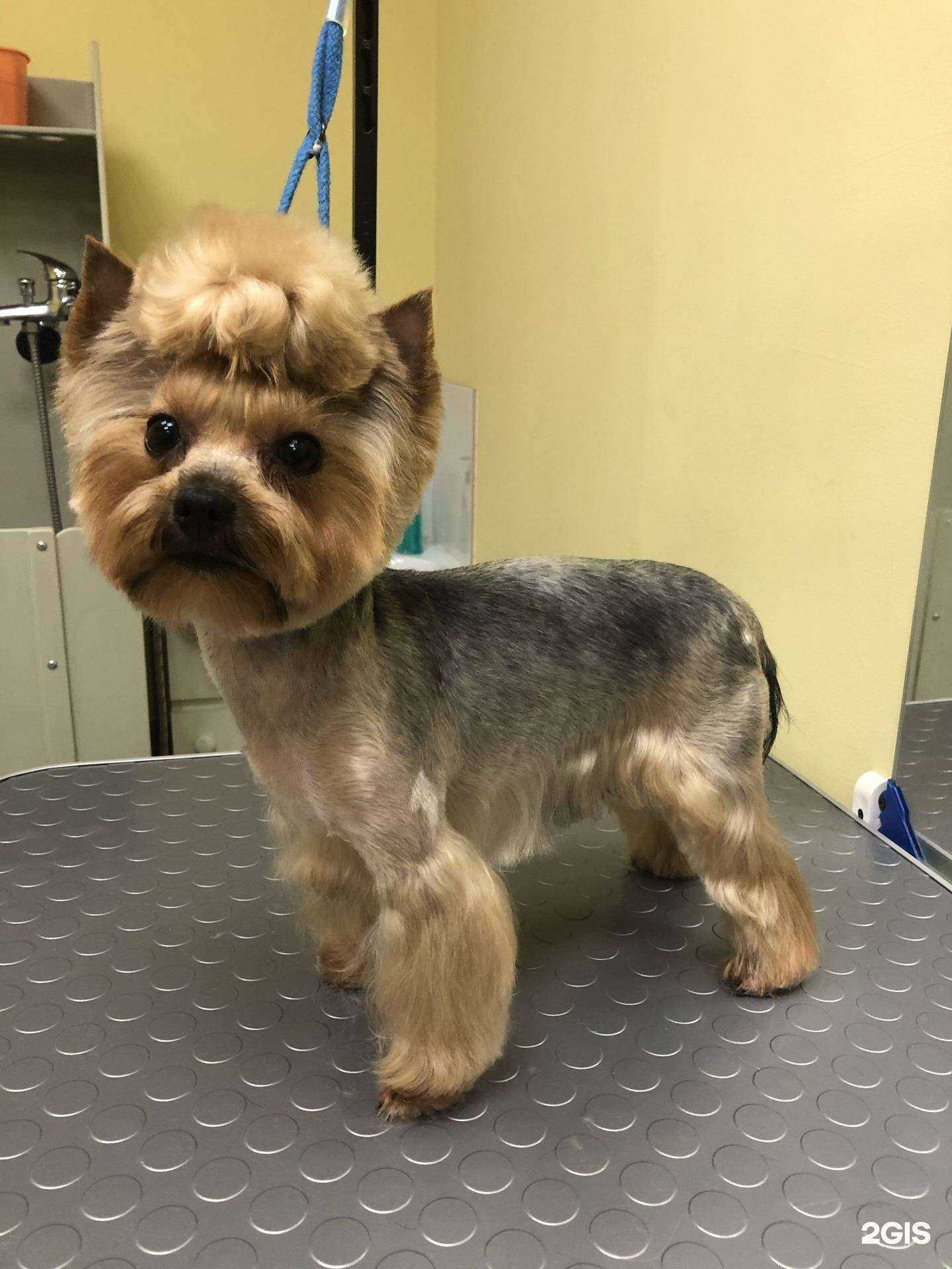 Отзывы на компанию Ветпункт и зоосалон в г. Подольск c фото