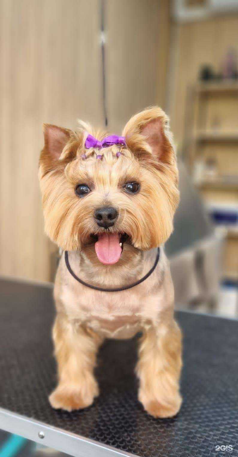 Отзывы на компанию Dog Persona в Краснодаре c фото