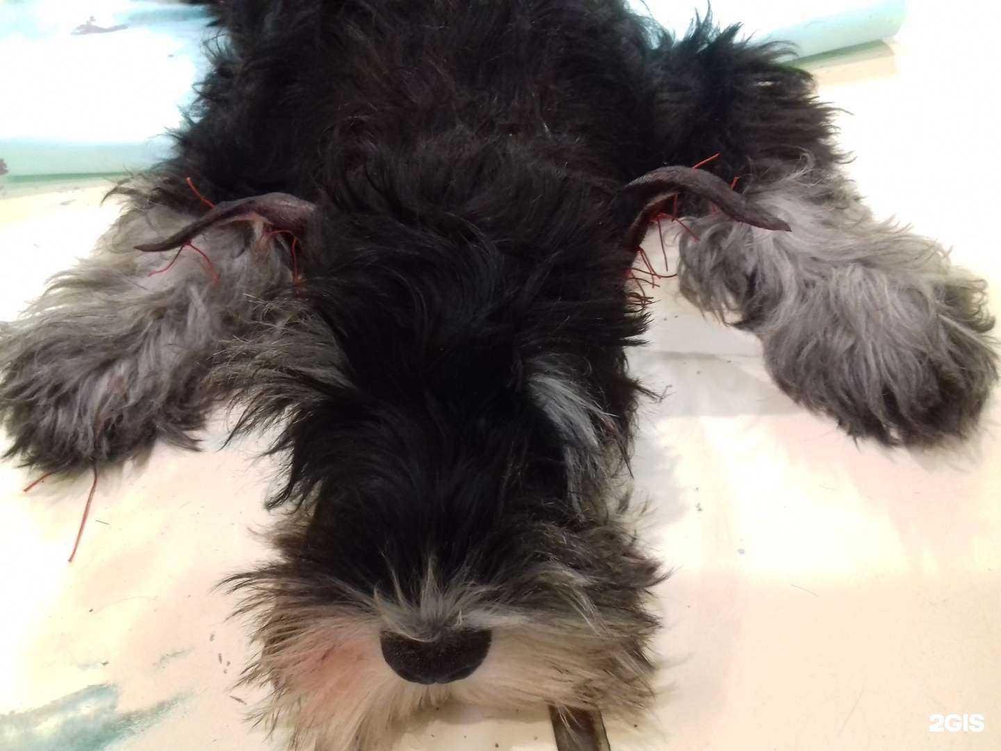 Отзывы на компанию Кот и пес в г. Тольятти c фото