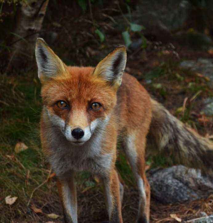 Отзывы на компанию Ветеринарное объединение г. Казани в г. Казань c фото