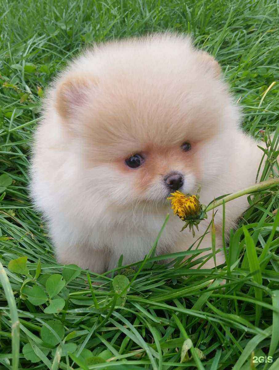 Отзывы на компанию Верные друзья в светлой долине в Казани c фото