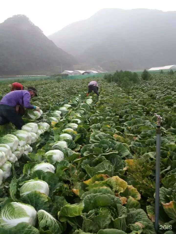 Отзывы на компанию КореяСибирь в г. Кемерово c фото