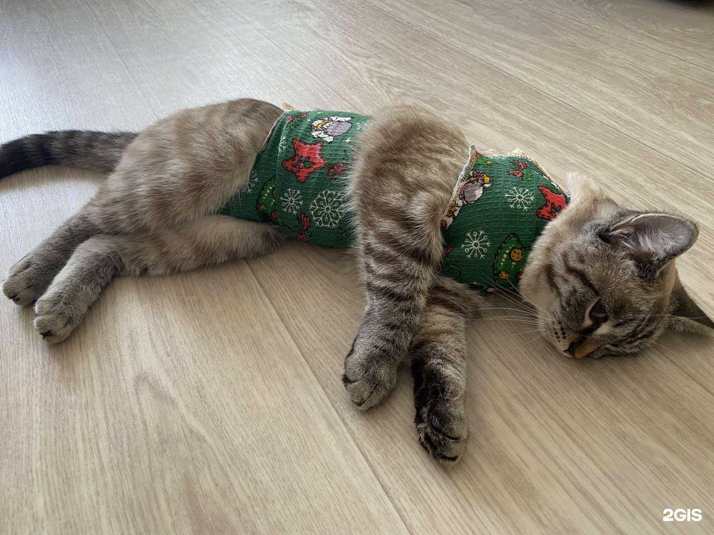 Отзывы на компанию Центр льготной стерилизации животных в г. Новосибирск c фото