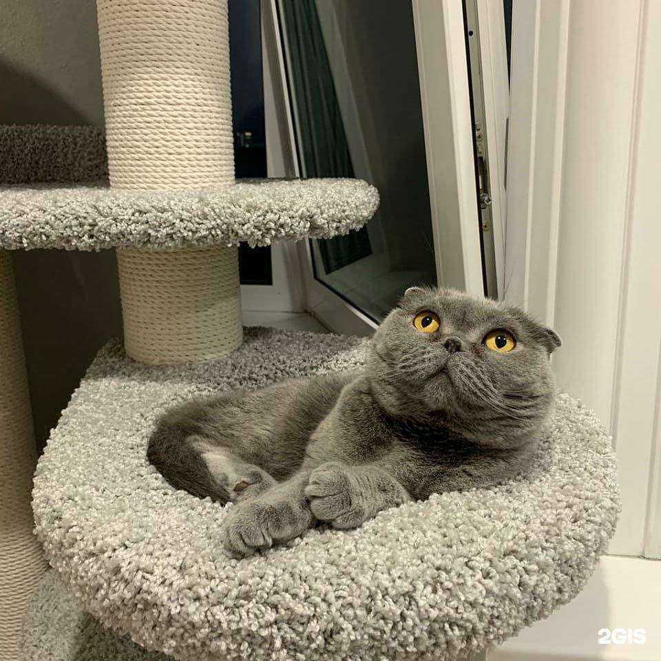 Отзывы на компанию Мастерская царапки в г. Екатеринбург c фото