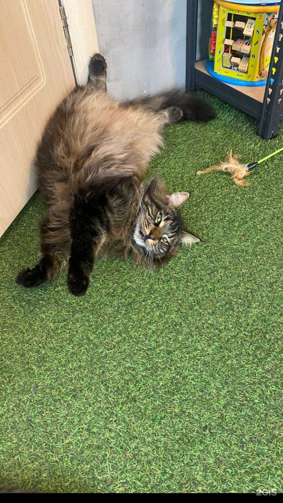 Отзывы на компанию Студия биомеханики Кристины Машуковой в Иркутске c фото