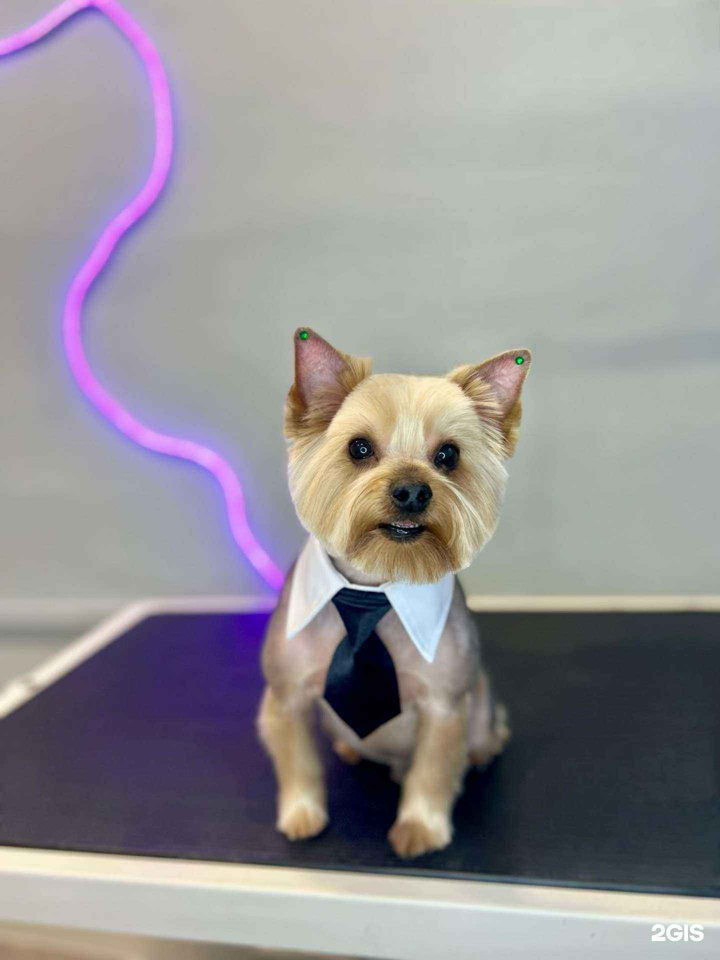 Отзывы на компанию The Pets в Хабаровске c фото