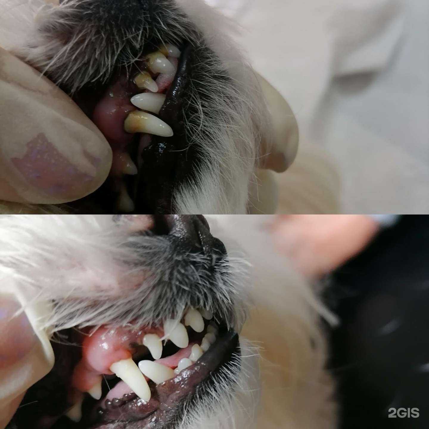 Отзывы на компанию Тамбовская районная станция по борьбе с болезнями животных в Тамбове c фото