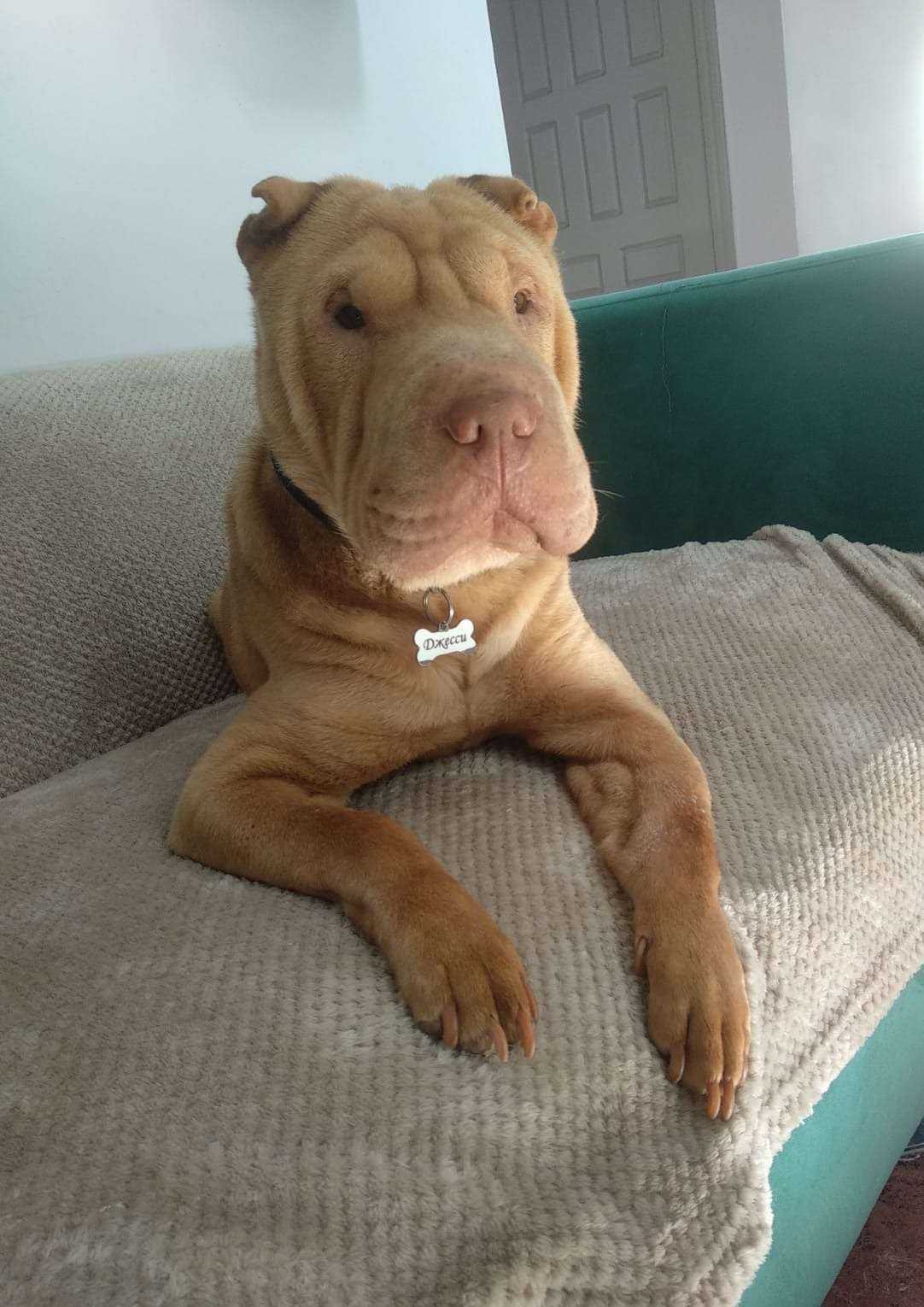 Отзывы на компанию Домашние лапки в Ставрополе c фото