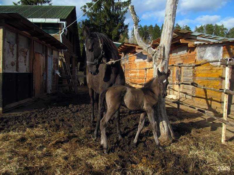 Отзывы на компанию Дютьково в г. Звенигород c фото