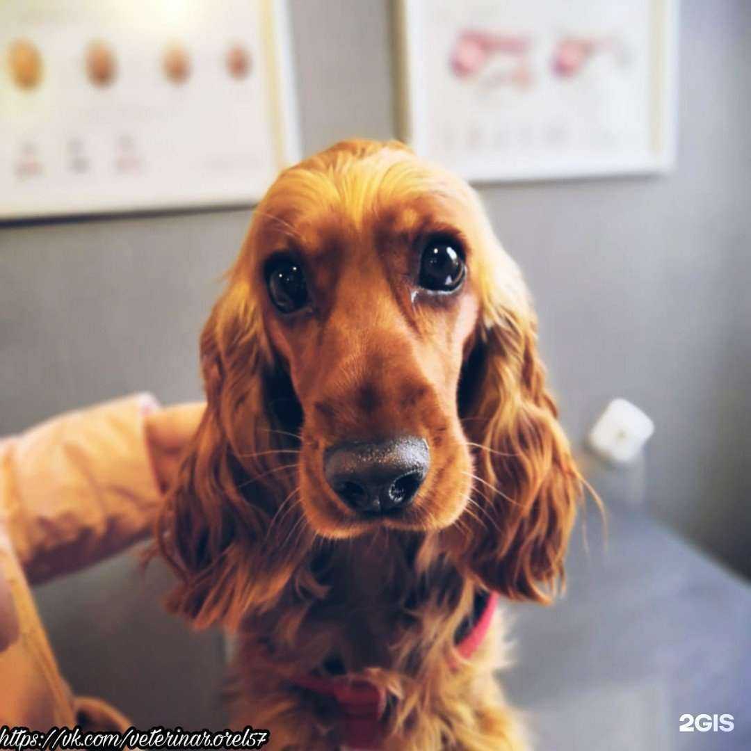 Отзывы на компанию Ветеринар и К в Орле c фото