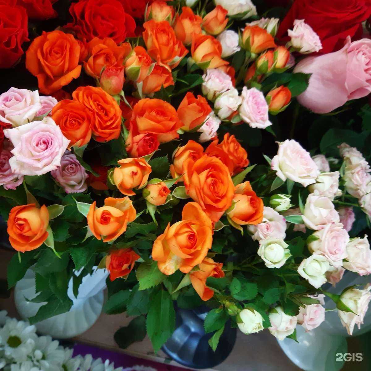 Отзывы на компанию Вероника в Архангельске c фото