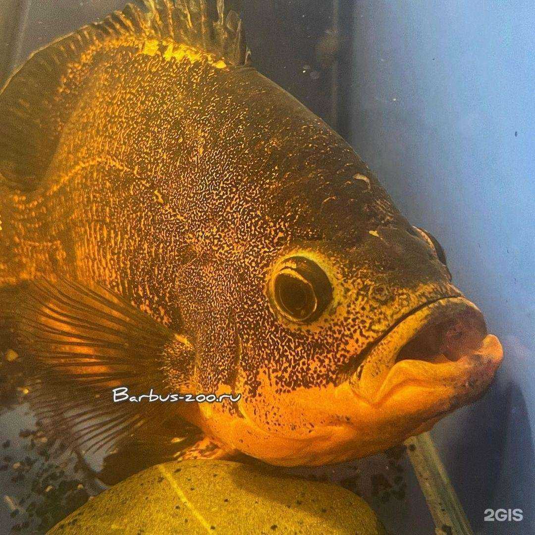 Отзывы на компанию Барбус в г. Брянск c фото