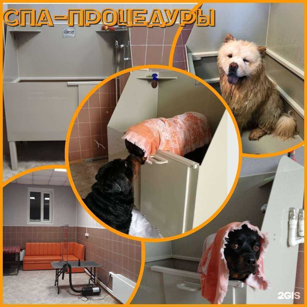 Отзывы на компанию Dog-city в г. Ноябрьск c фото