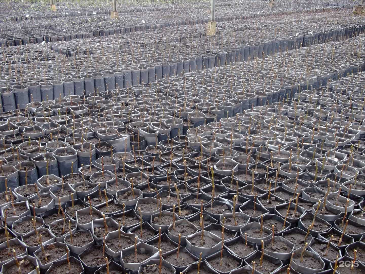 Отзывы на компанию Ижевский плодопитомник в Ижевске c фото