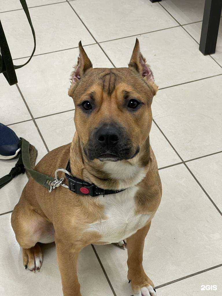 Отзывы на компанию Айболит в г. Ижевск c фото