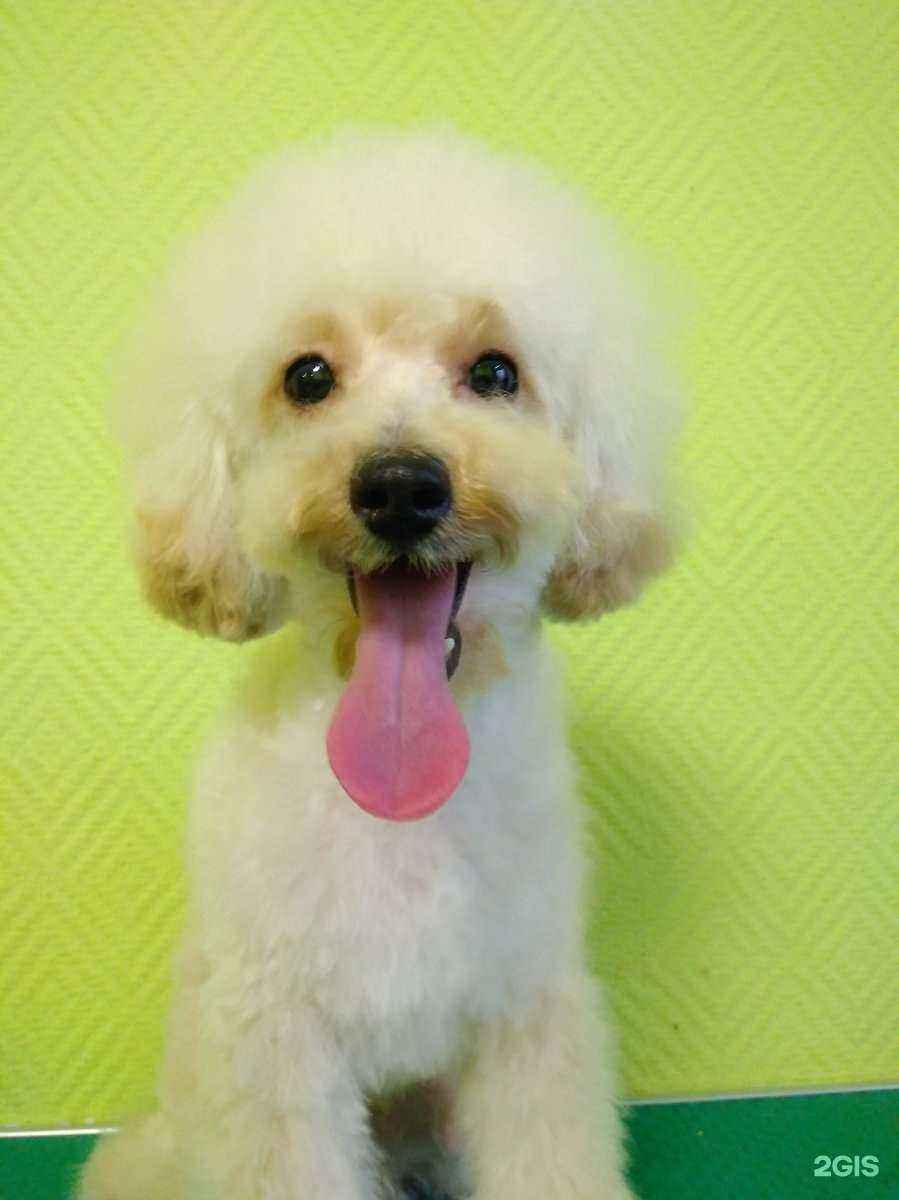 Отзывы на компанию 101 далматинец в г. Пермь c фото