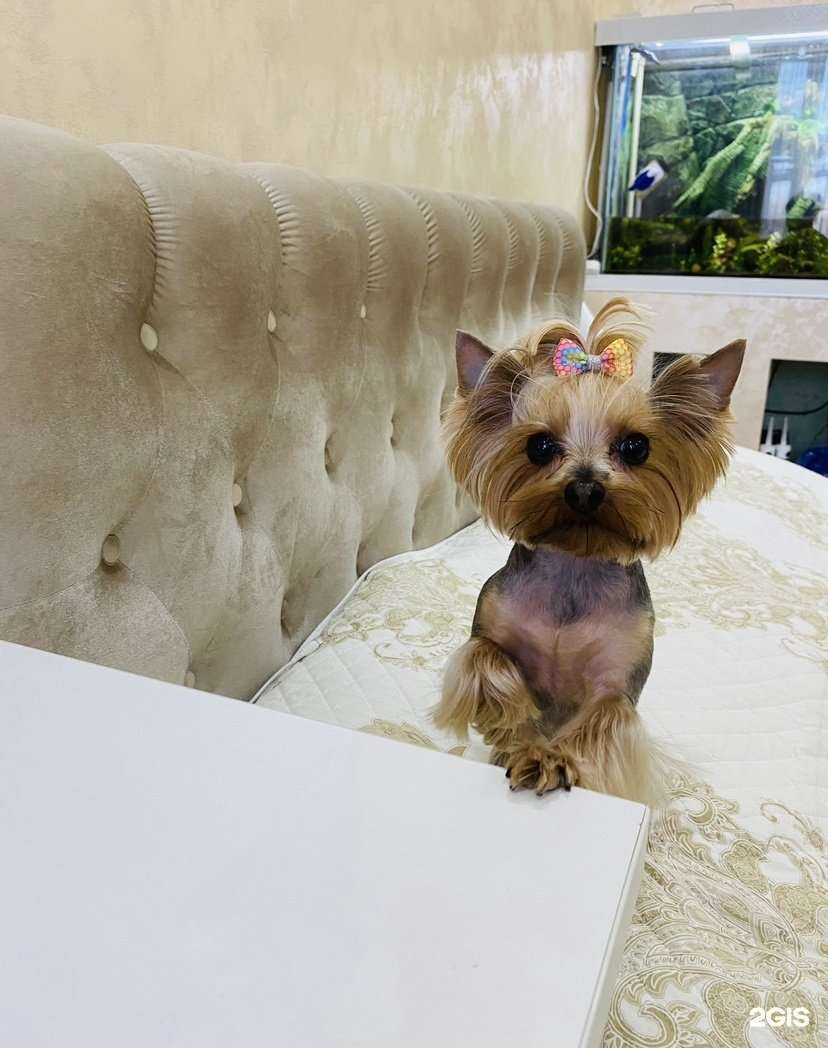 Отзывы на компанию Кожаный нос в г. Дзержинск c фото