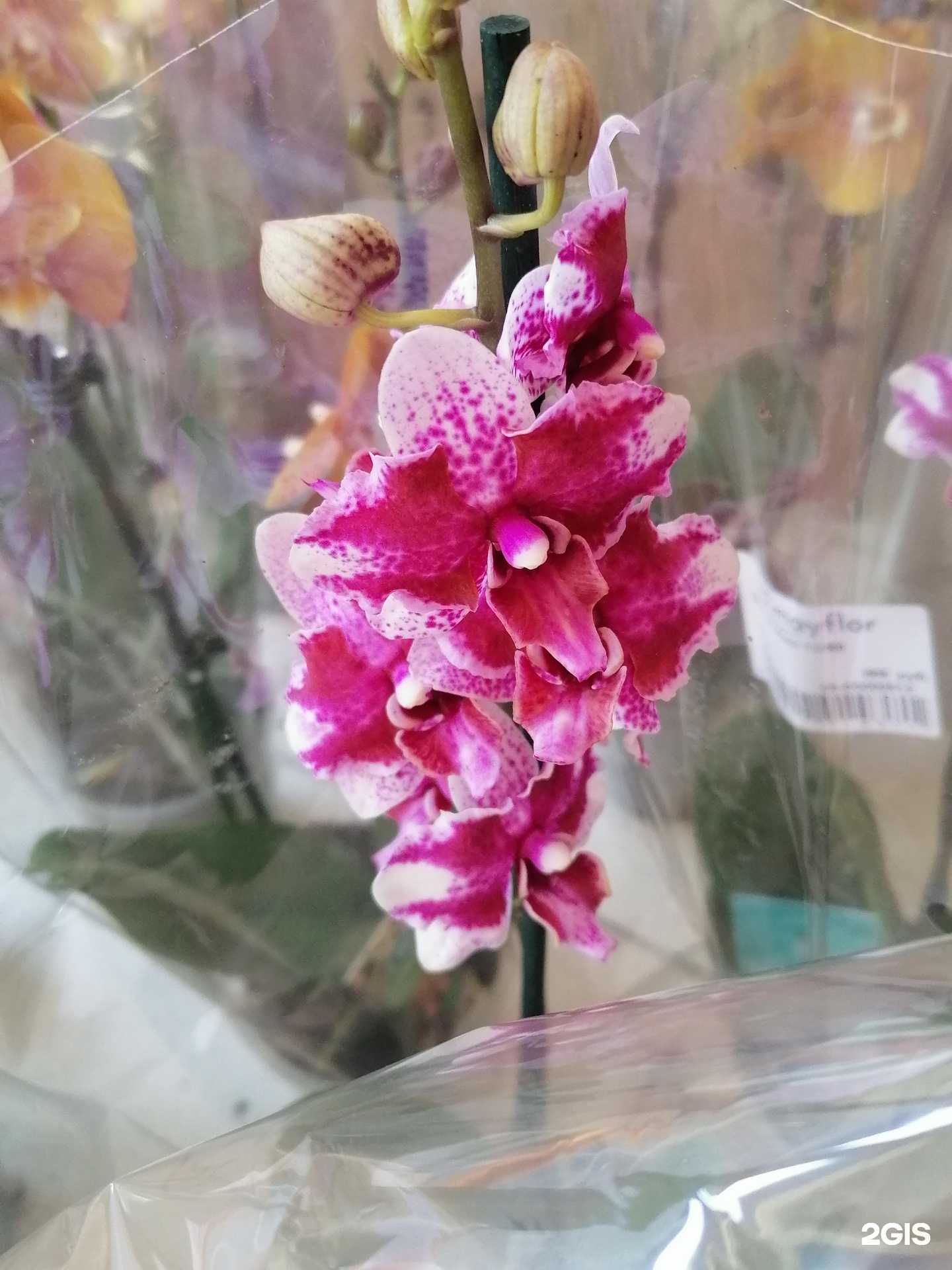 Отзывы на компанию Цветочный край в г. Сочи c фото