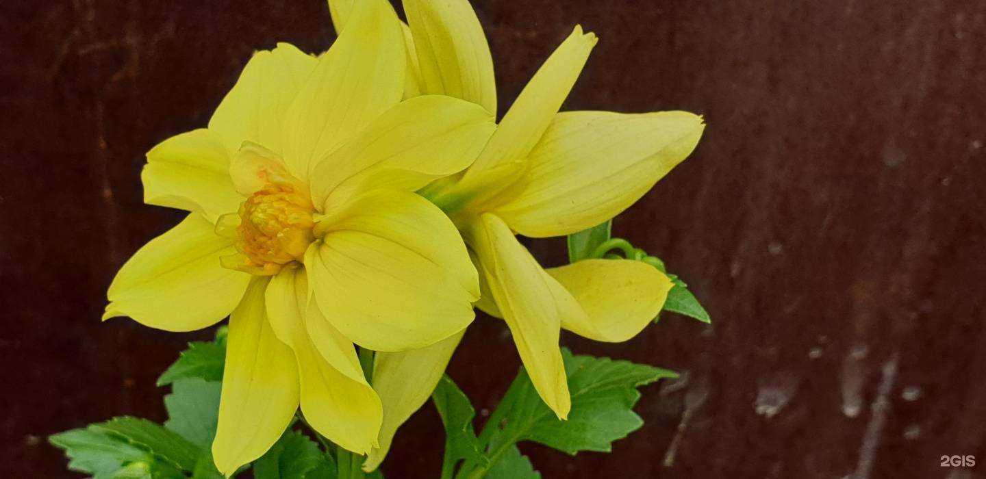 Отзывы на компанию Компания по продаже рассады в г. Красноярск c фото