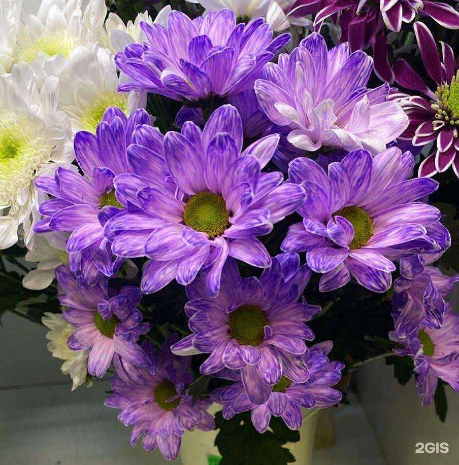 Отзывы на компанию Sunflower в Самаре c фото