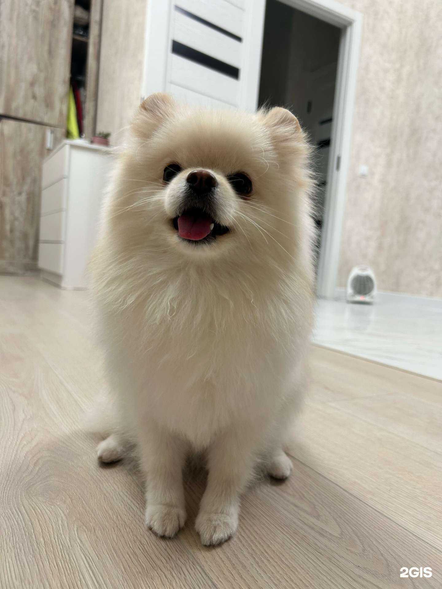 Отзывы на компанию Malina pets в г. Краснодар c фото