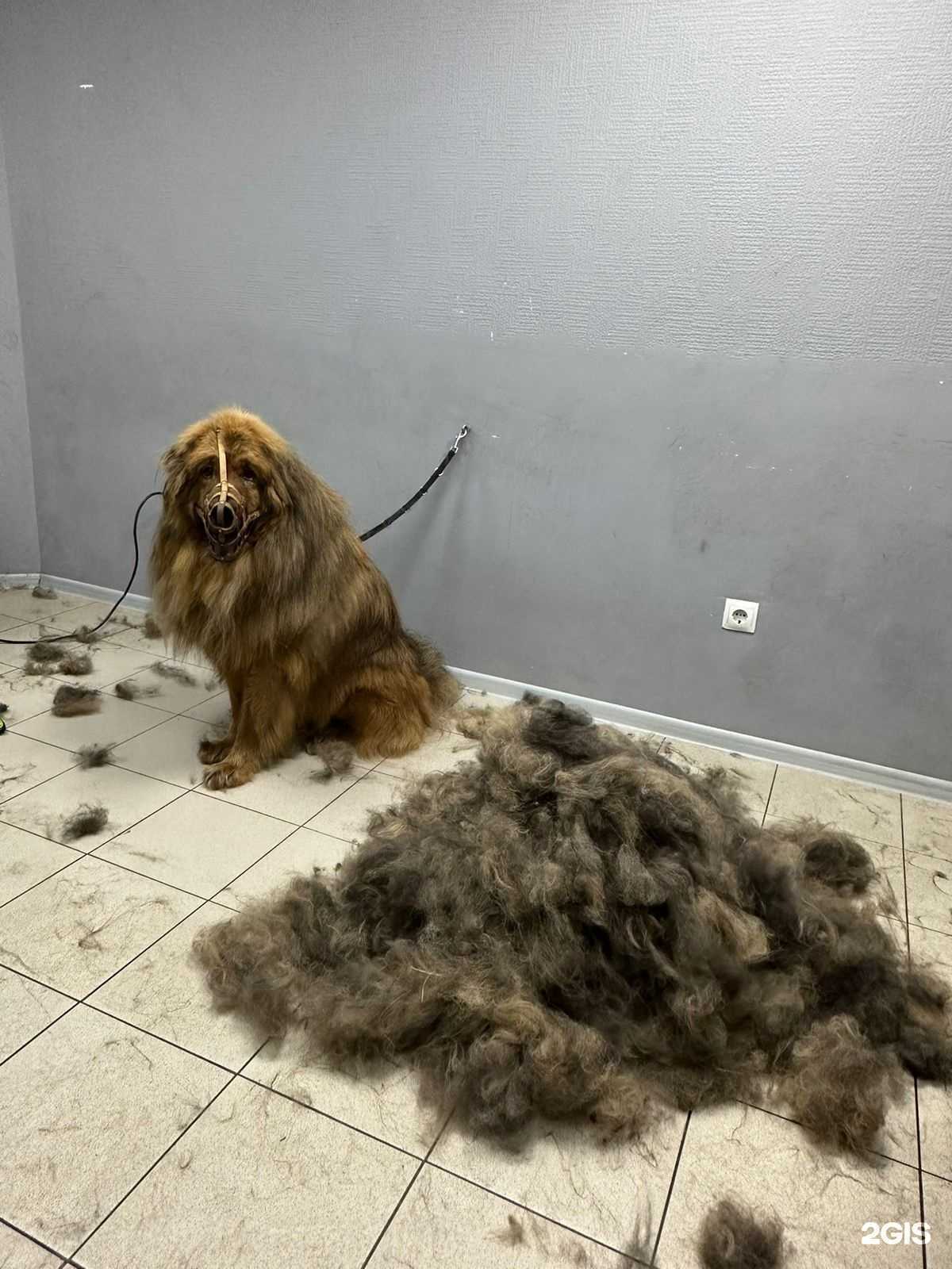 Отзывы на компанию Алис в Сургуте c фото