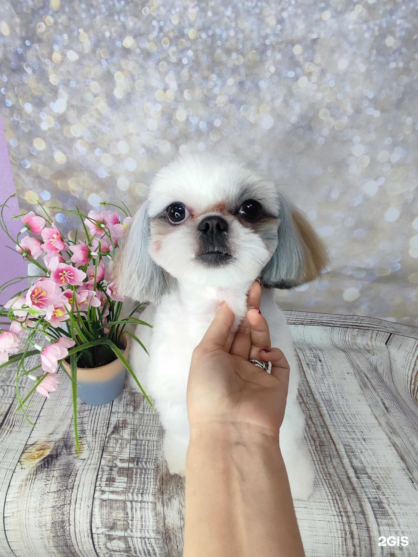 Отзывы на компанию loveis.grumingdog в г. Барнаул c фото