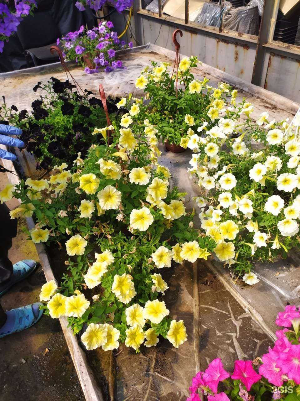 Отзывы на компанию Сибирские цветы в Новосибирске c фото