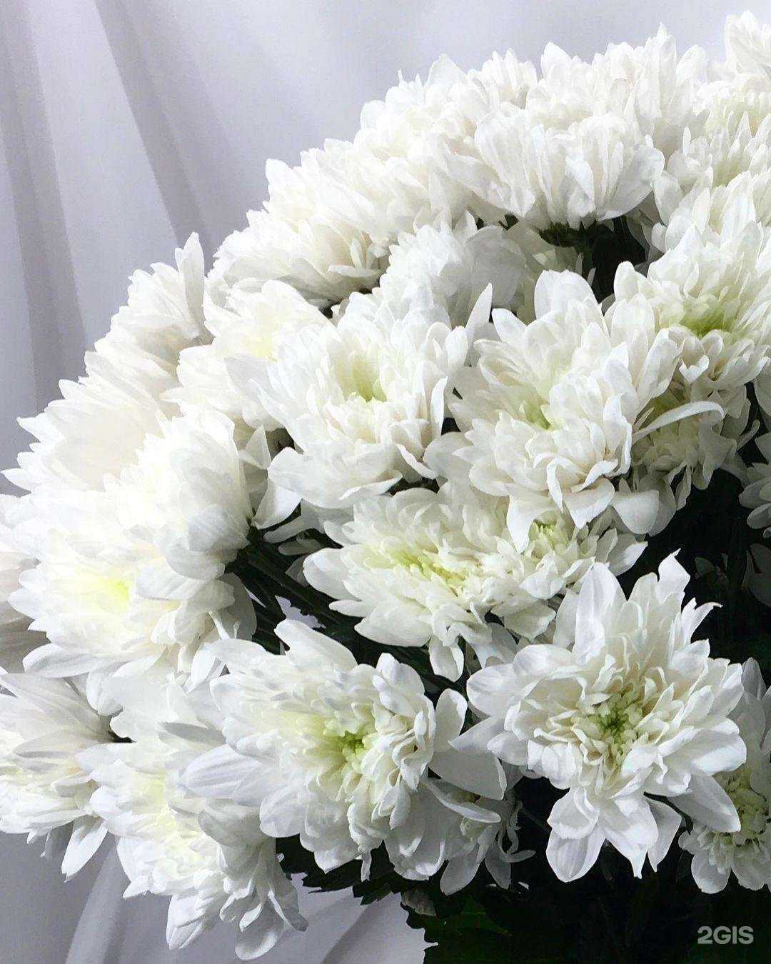 Отзывы на компанию Сальвия в Воронеже c фото