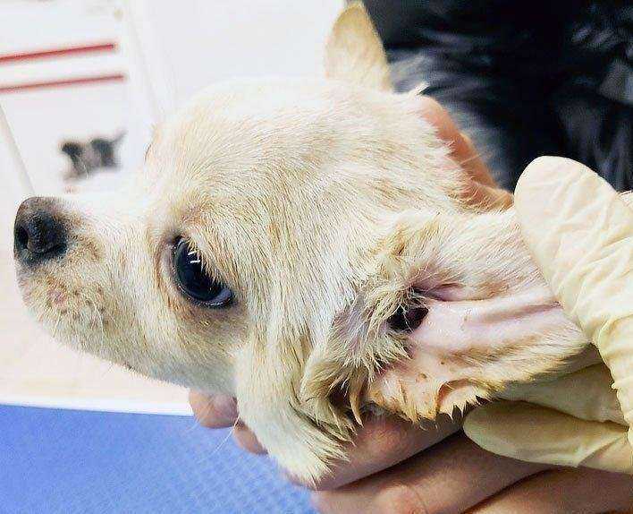 Отзывы на компанию Свой доктор в Щёлкове c фото