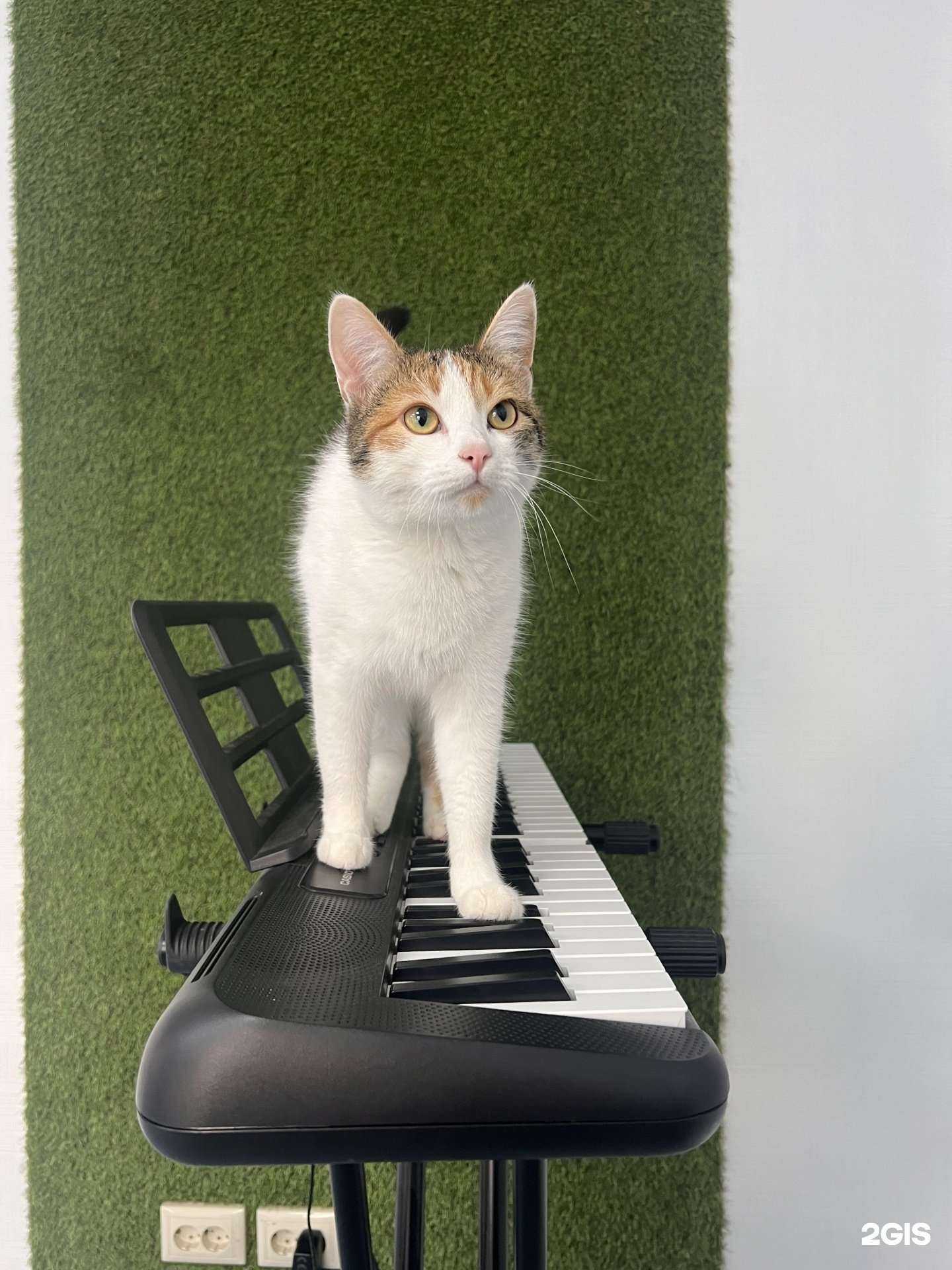 Отзывы на компанию Школа вокала №1 в Омске c фото