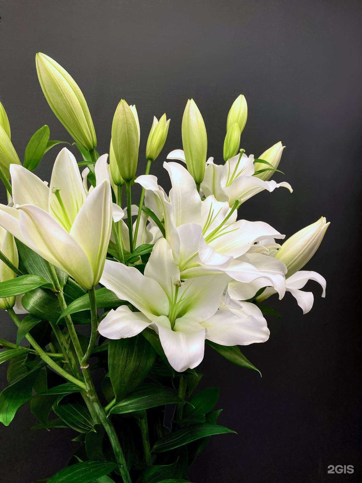 Отзывы на компанию Городские цветы в Королёве c фото