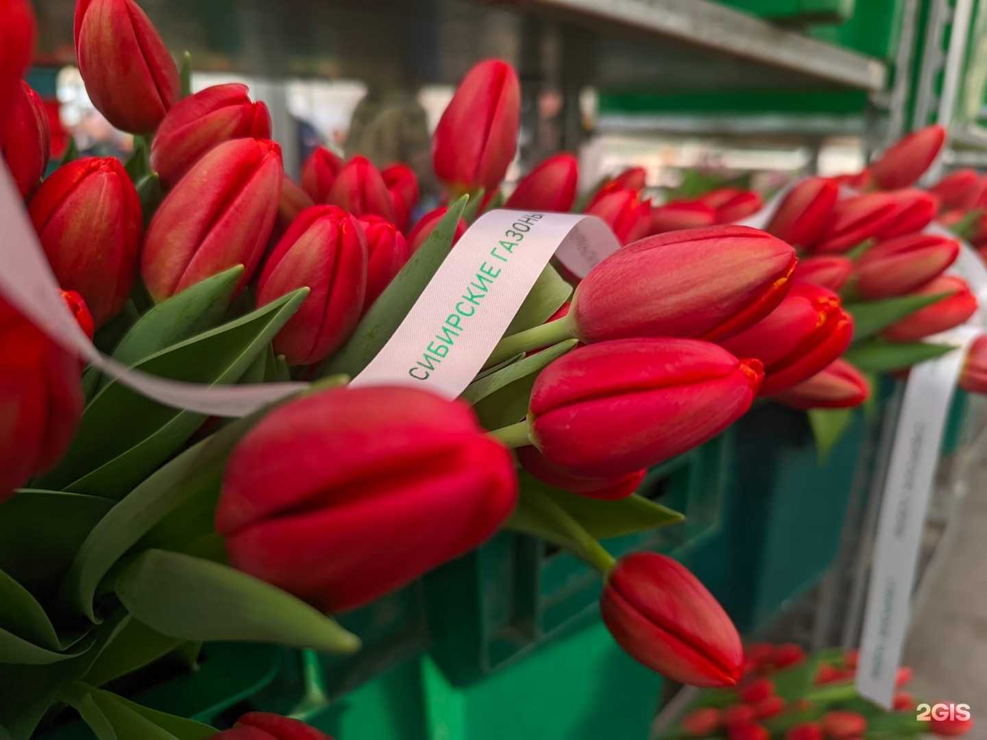 Отзывы на компанию Сибирские газоны в Новосибирске c фото