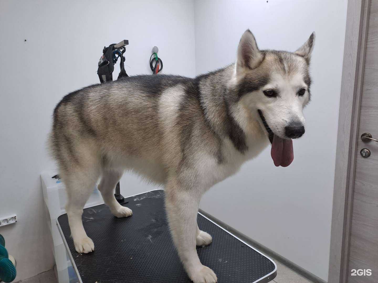 Отзывы на компанию Груминг-салон в Подольске c фото - фотография 2 из 2