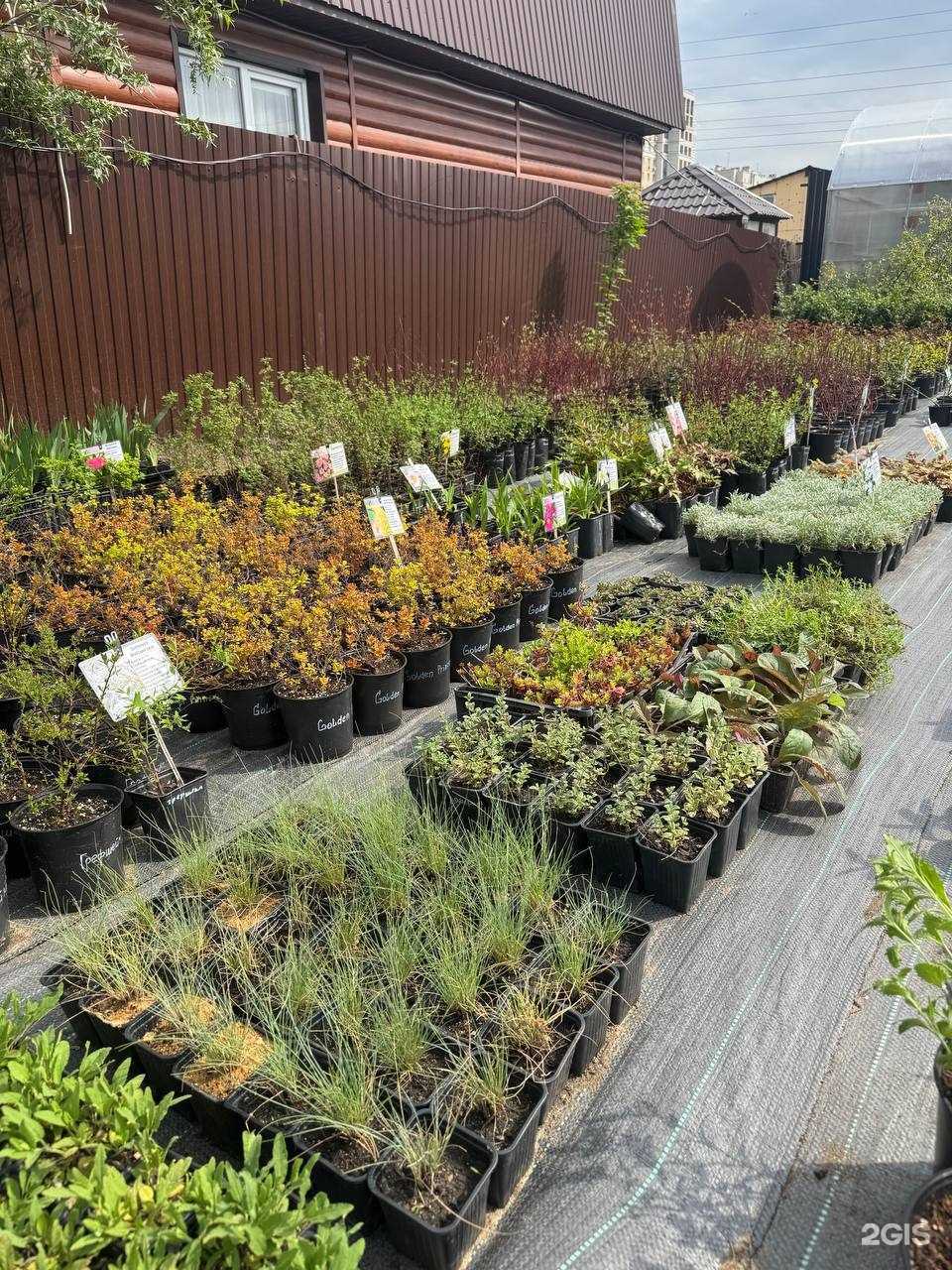 Отзывы на компанию Сибирский центр растений в Омске c фото