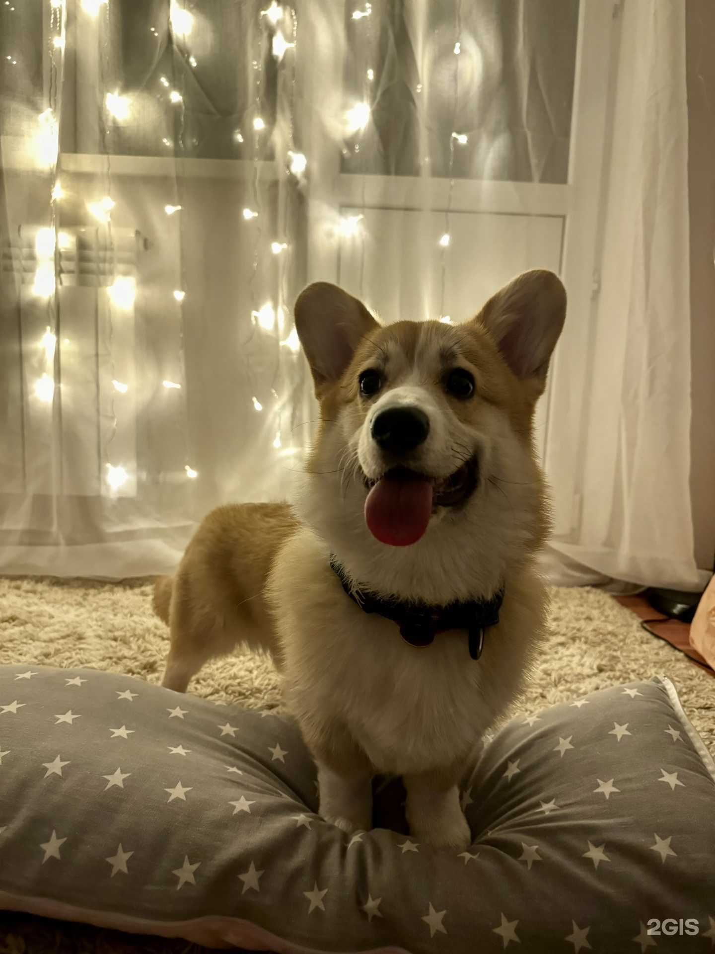 Отзывы на компанию Dog Place в г. Краснодар c фото