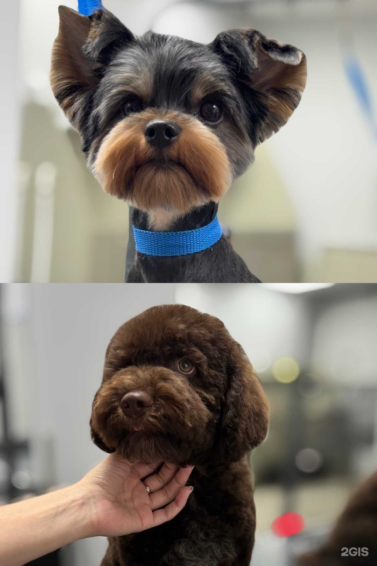 Отзывы на компанию Motor Dog в г. Калининград c фото