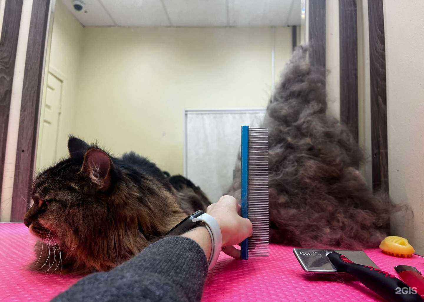 Отзывы на компанию КотоВасия в Екатеринбурге c фото