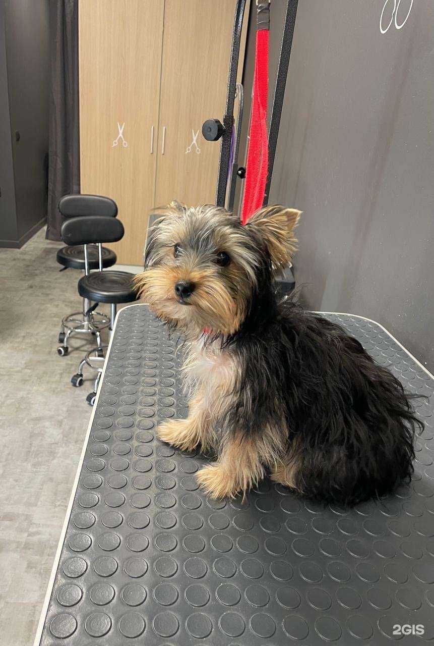 Отзывы на компанию Barberdog в Владивостоке c фото