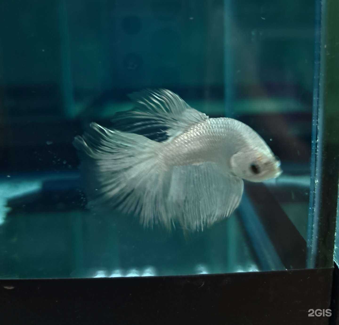 Отзывы на компанию Моя Стая в г. Хабаровск c фото