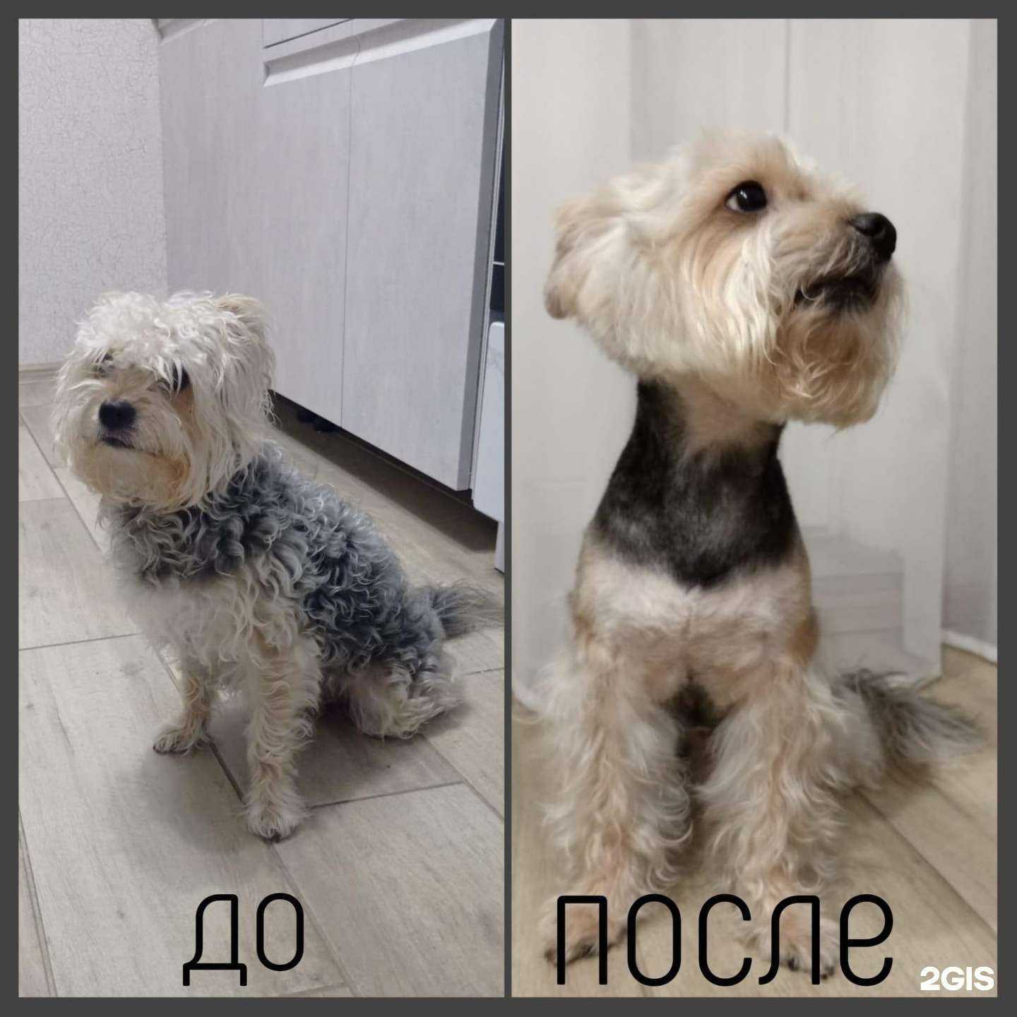 Отзывы на компанию Чуча в Краснодаре c фото