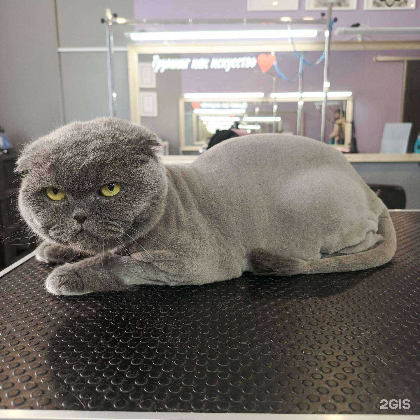 Отзывы на компанию Teddyboo в Сургуте c фото