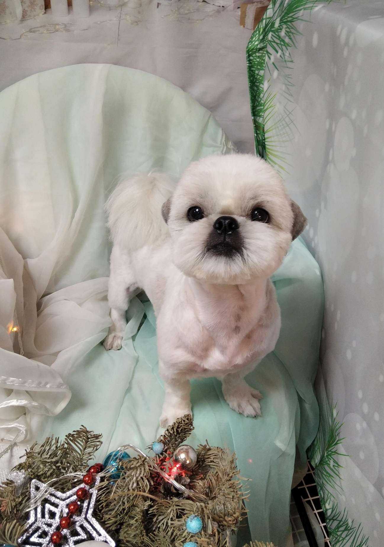 Отзывы на компанию Мяу-Гав в Находке c фото