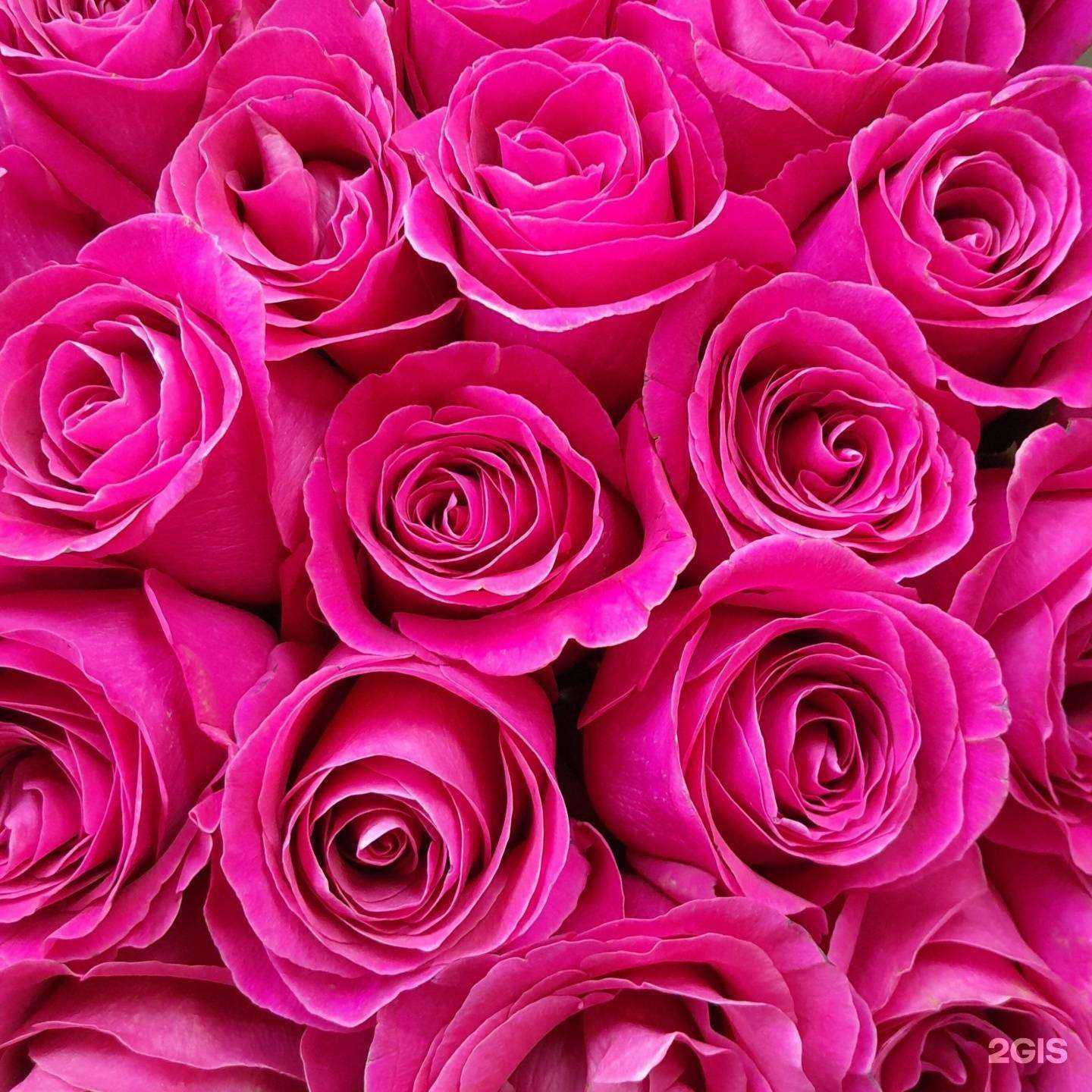 Отзывы на компанию Три грации в Якутске c фото