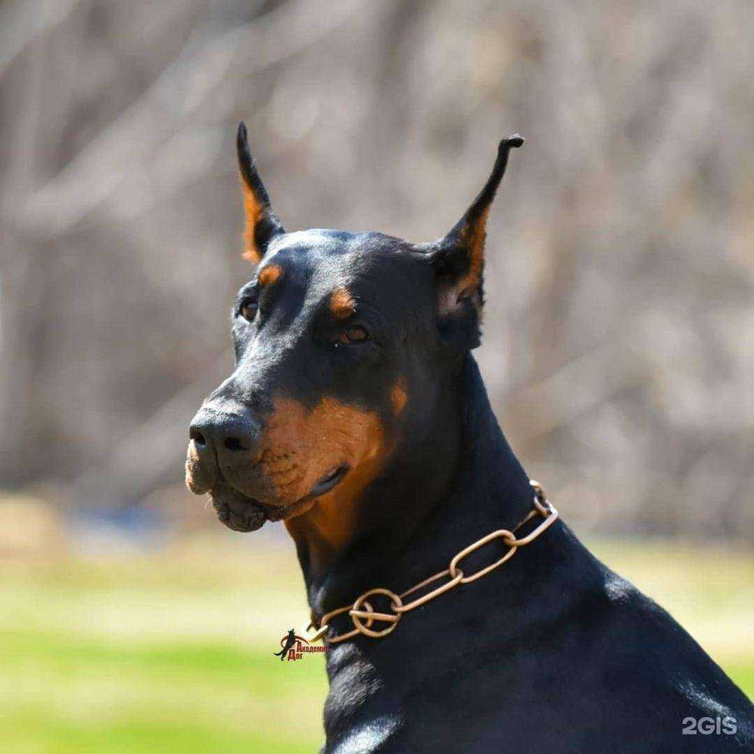 Отзывы на компанию Академия Дог в г. Хабаровск c фото