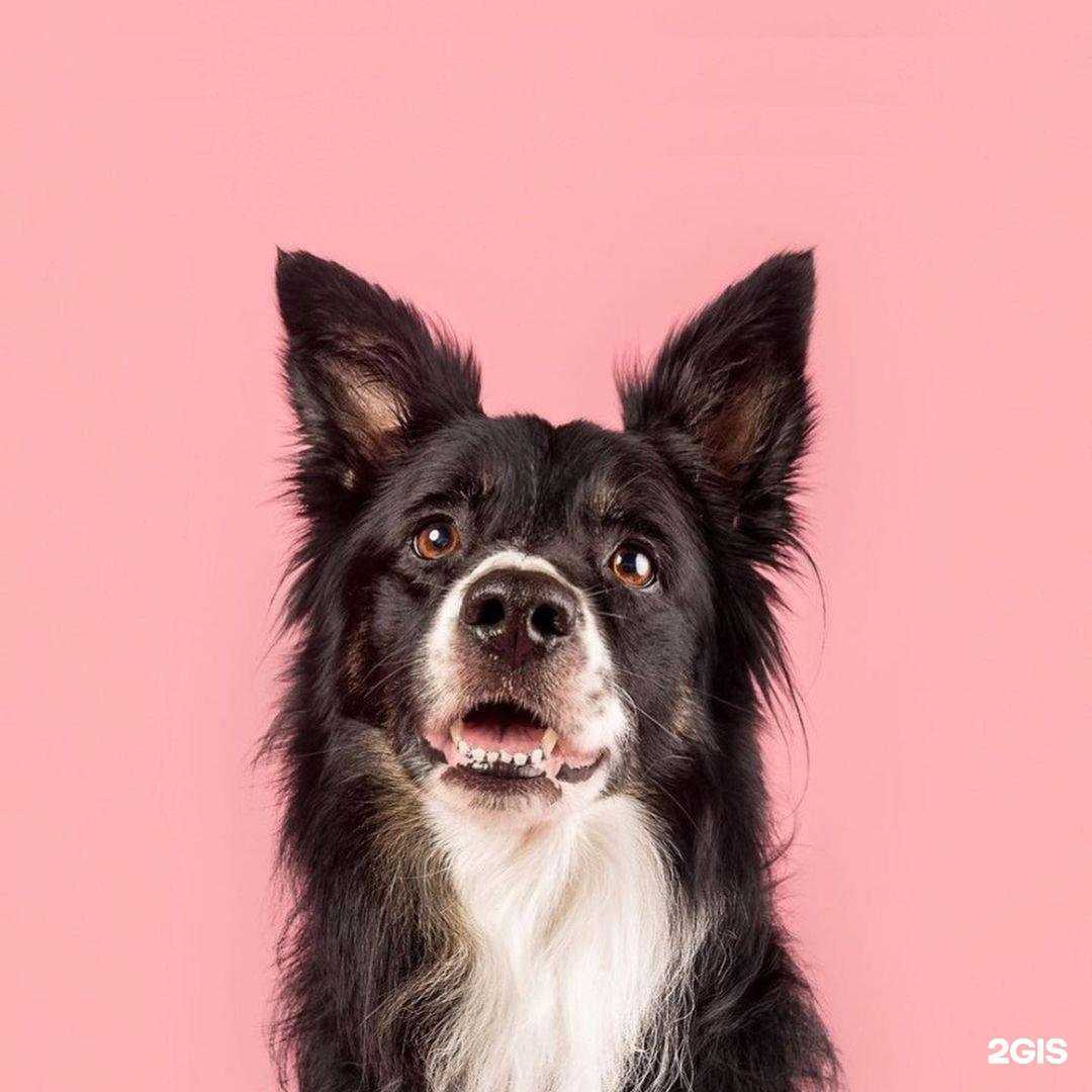 Отзывы на компанию Зоомагазин в г. Новосибирск c фото